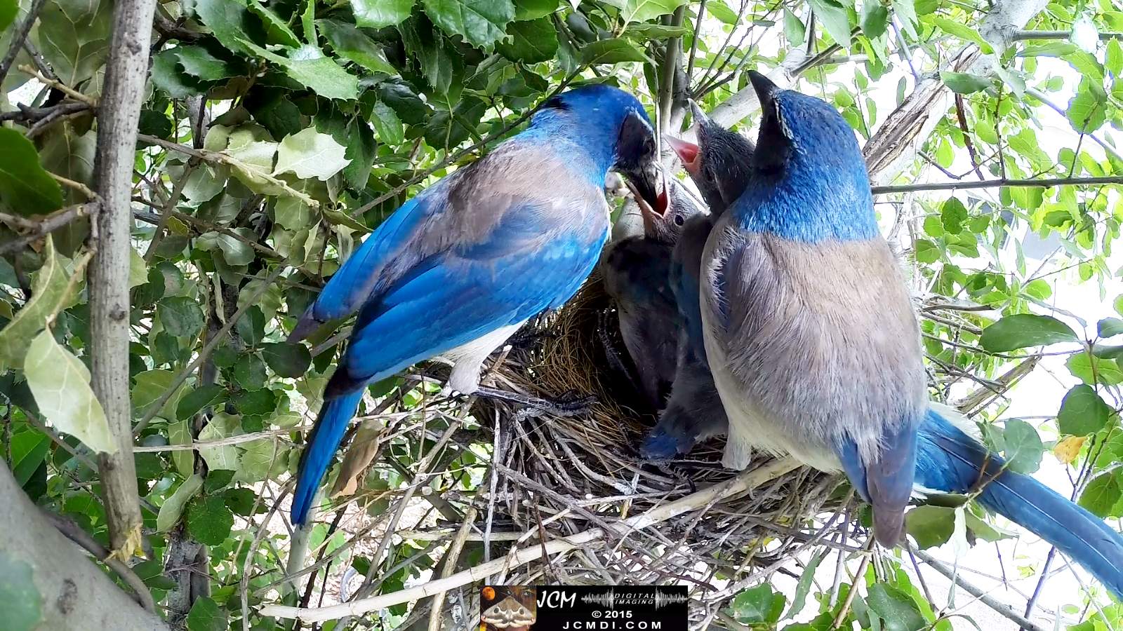 Scrub Jay Documentary male arrives all feed both leave